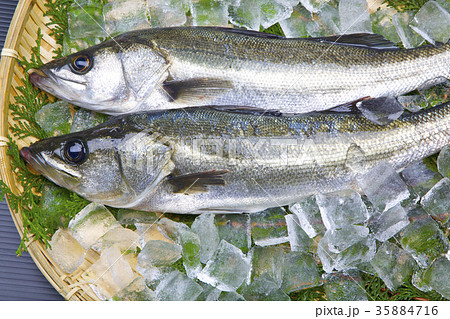 スズキ　食材 35884716