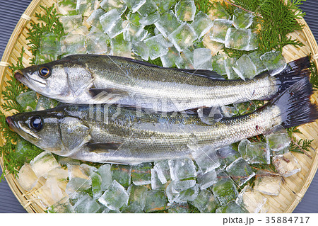 スズキ　食材 35884717