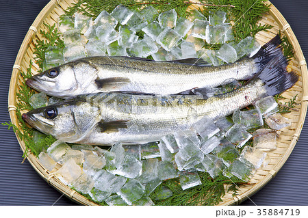 スズキ 食材 スズキ 食材 35884719