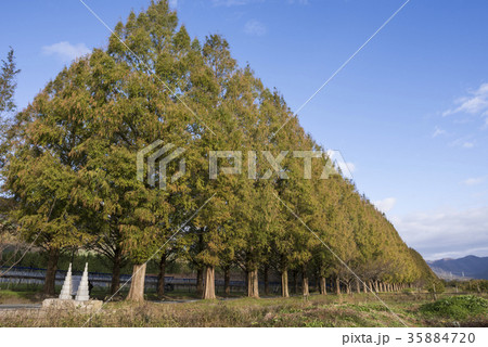 色づくメタセコイアの並木道 色づくメタセコイアの並木道 35884720