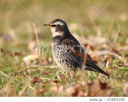 ツグミ 35885200