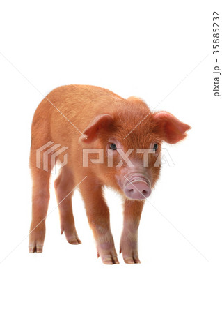 pig pig 35885232