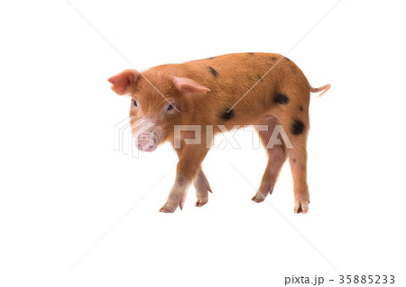 pig pig 35885233