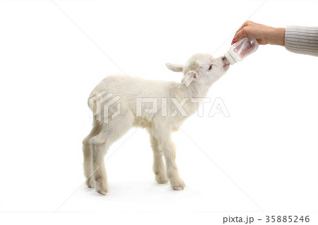 goat kid goat kid 35885246