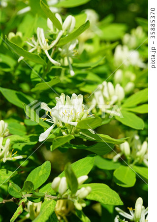 美しいシロバナヒョウタンボクの花 35885370