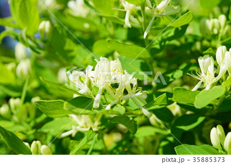 美しいシロバナヒョウタンボクの花 美しいシロバナヒョウタンボクの花 35885373
