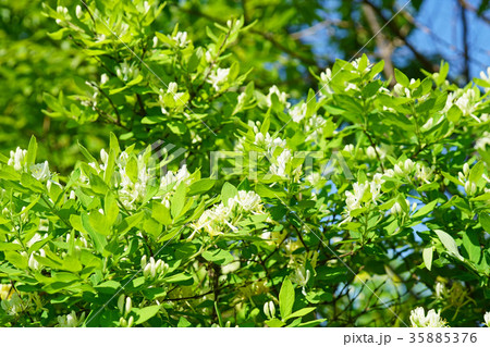 美しいシロバナヒョウタンボクの花 美しいシロバナヒョウタンボクの花 35885376