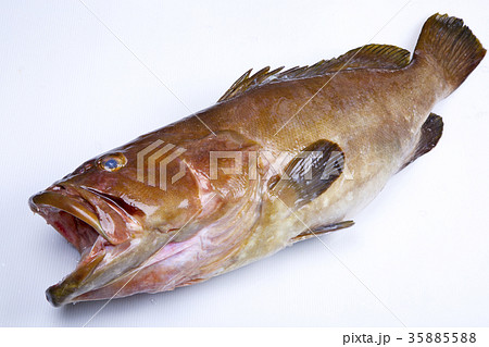 クエ　食材 35885588