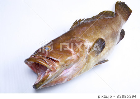 クエ　食材 35885594