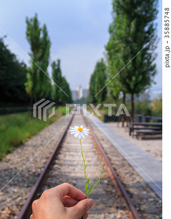 hand holding flower on the railway hand holding flower on the railway 35885748