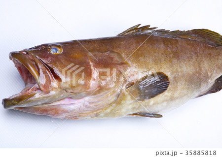 クエ　食材 35885818