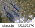 水面の鯉 35885870