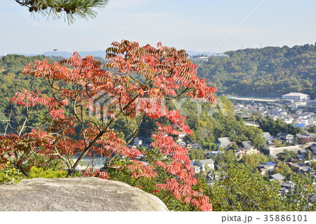 【広島県】尾道市街地の風景と紅葉 35886101