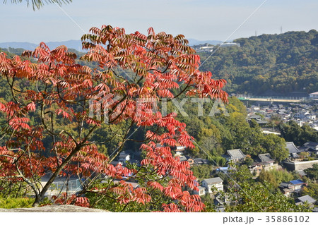 【広島県】尾道市街地の風景と紅葉 35886102