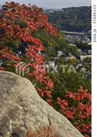 【広島県】尾道市街地の風景と紅葉 35886103