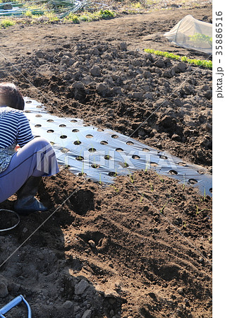 玉ネギの苗を植える 玉ネギの苗を植える 35886516