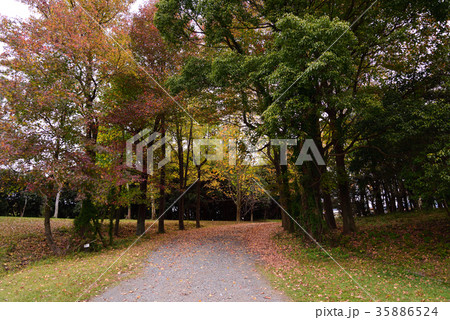 紅葉の森 35886524