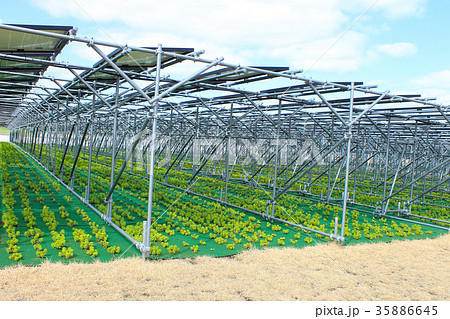 太陽光パネル_営農型ソーラー_鳥取県北栄町 35886645