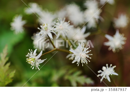 セリバオウレンの花 35887937