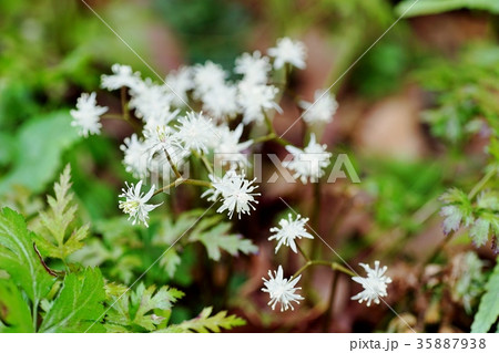 セリバオウレンの花 セリバオウレンの花 35887938