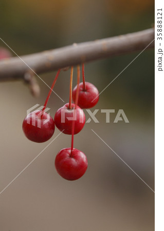 ズミの果実 35888121