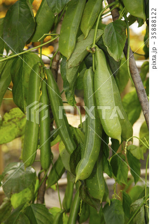 ナタマメ 35888122