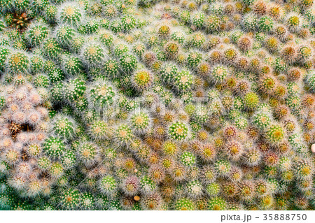 Cactus tree shop with breeding in the house 35888750