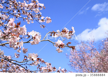 春の花、青空バックにエゾヤマサクラ満開、門出 35888884