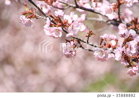 春の花、エゾヤマサクラ満開、門出 春の花、エゾヤマサクラ満開、門出 35888892