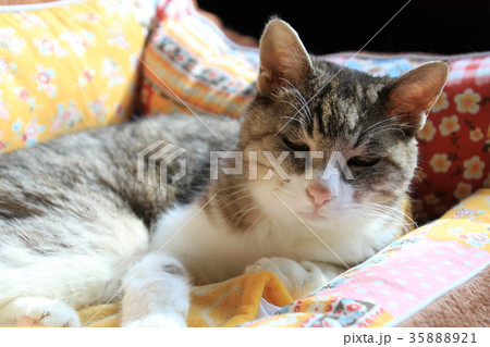 猫,ベッドでくつろぐ二十一歳のばーちゃん猫 35888921