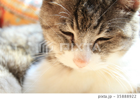 猫、ベッドでくつろぐ二十一歳のばーちゃん猫 35888922