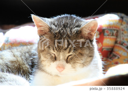 猫、陽射しを浴びベッドでうたた寝する二十一歳のばーちゃん猫 猫、陽射しを浴びベッドでうたた寝する二十一歳のばーちゃん猫 35888924