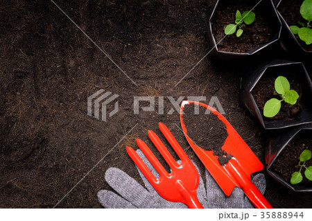 Tools on planting a black tree on the ground 35888944