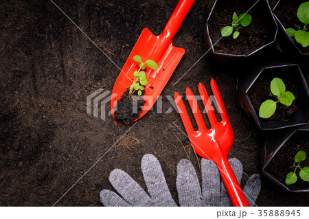 Tools on planting a black tree on the ground 35888945