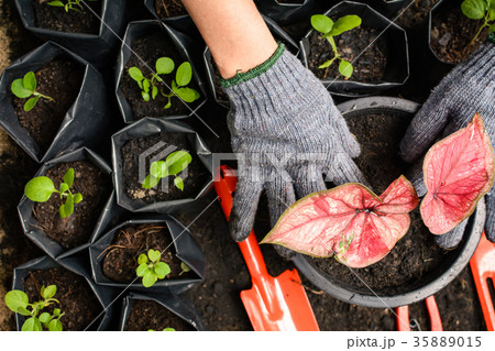 Tools on planting a black tree on the ground 35889015