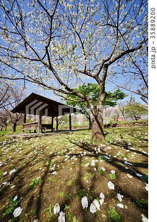公園の桜 35889200