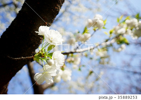 白い桜の写真素材 3553