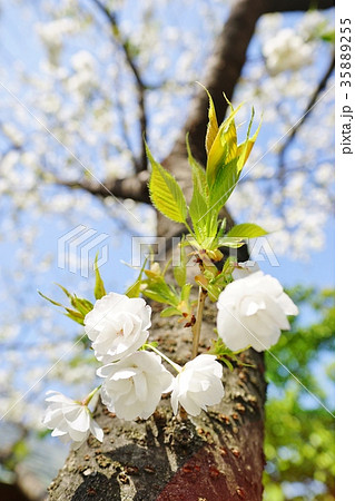 白い桜 35889255
