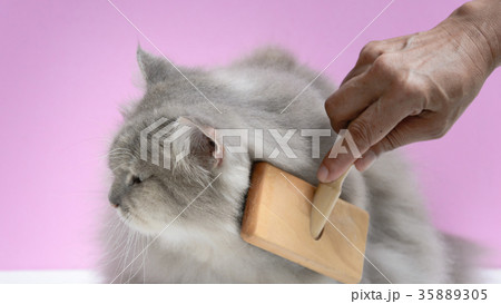 Brush the cat fur comb on a wooden table 35889305