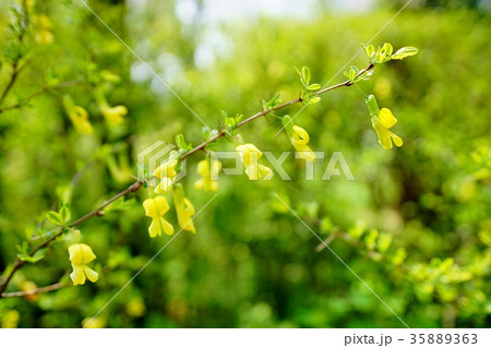 ムレスズメの花 35889363