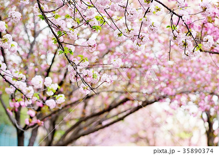 八重桜 八重桜 35890374