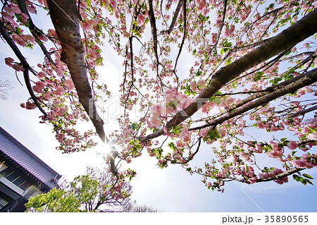 公園の桜 公園の桜 35890565