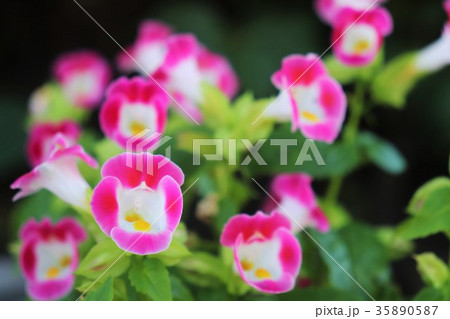 トレニアの花 35890587