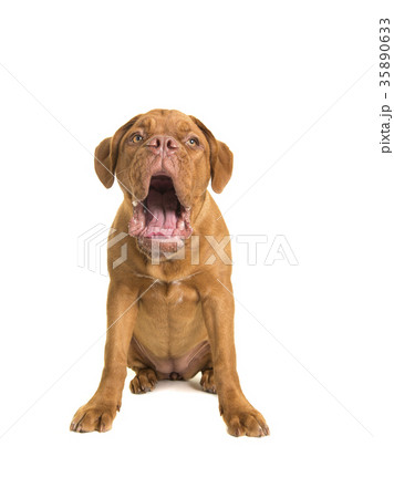 Sitting bordeaux dogue dog with mouth open 35890633