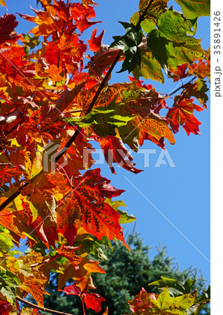 青空に映える美しいカジカエデの紅葉 35891426