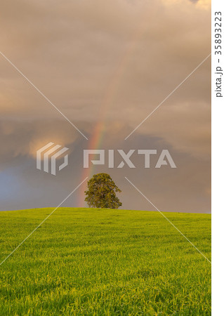 On the barley field before heavy storm On the barley field before heavy storm 35893223