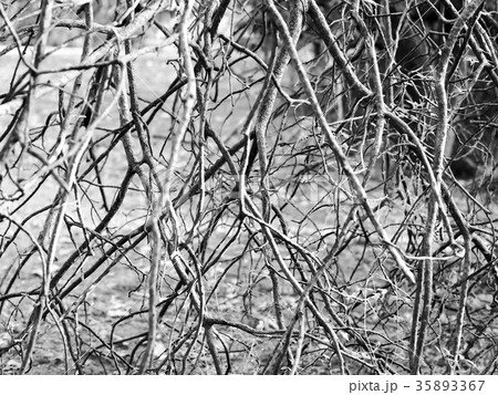 死んだ 枯れた 切れた 35893367