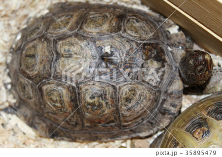 A large swamp turtle 35895479