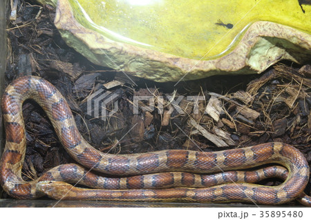 A beautiful snake 35895480