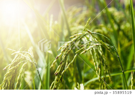 Close up green Rice background with light. 35895519